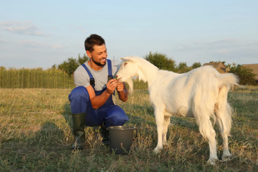 Un homme donnant à manger à une chèvre.